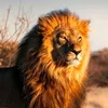 lion22933
