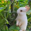 rabbits_panjshir