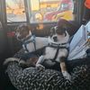 truckerand2jackrussells