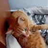 artembahrgt