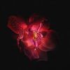 ilv_flowers23