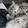 ellyphant72