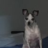 skeeter.bug.a.boo