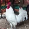 thnh.c.than