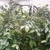 bangur24434