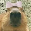 nhcccl
