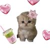 pretty_iraa0