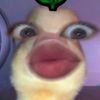 zul_75pro