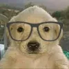 Perrito Psicólogo