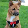 lucky_shibainu