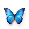 butterflyb100