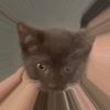 frijolthecat