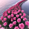 jahir92761537301165