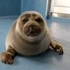 seal_720