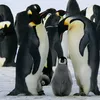 pinguin9300