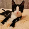 cat_not54