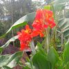 babjiflower