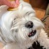 realpuchie