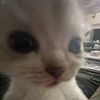 cat054965