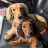 boone_the_weenie