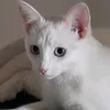 mireillemouzai