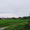 wongdarjo08