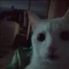meoww12451