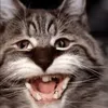 randomcatguy.offcial