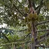 quendiemqua