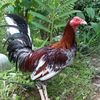 nurdin8986