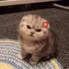 tran_an_an_