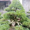 bongancina.bonsai