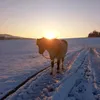 anna_poringer