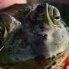 frogsteir