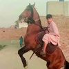muhammad.adnan7924