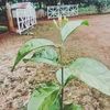 santri__dembar