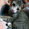 catfrog.gang