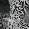 nihad3695