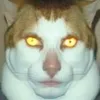 teh_monday_cat
