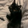 salem80m
