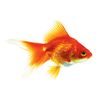abnormal.goldfish