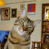 JUPITER the cat