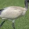 bin_chicken4