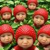 ple_1272555