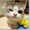 hanieebee1