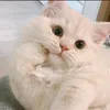 youzir22