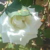 geralda_43