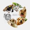 yinyang_dogpassus
