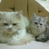 eman.salem39
