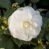 camelia6296